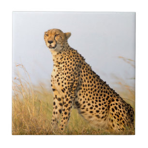 Cheetah Kakelplatta