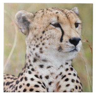Cheetah Kakelplatta