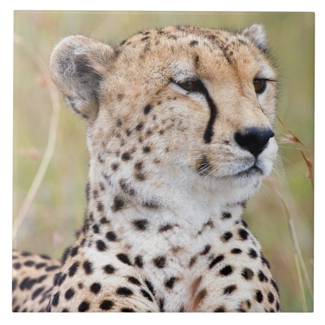 Cheetah Kakelplatta (Framsidan)