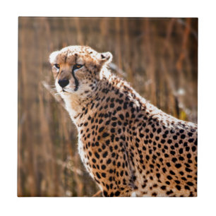 Cheetah Kakelplatta