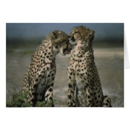 Cheetah Kärlek Hälsningskort