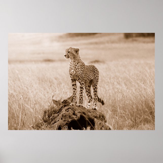 Cheetah Kenya Africa Poster (Framsidan)