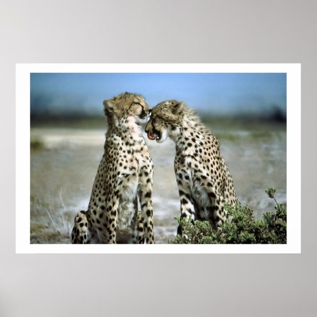 Cheetah Kisses Wildlife Poster (Framsidan)
