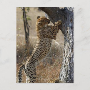 Cheetah klättrar på Träd Vykort