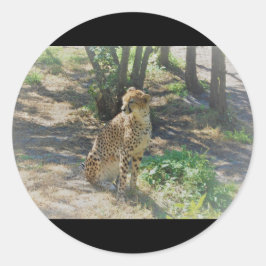 Cheetah-klistermärken Runt Klistermärke