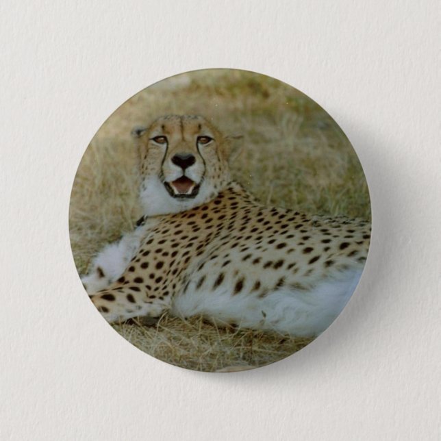 Cheetah Knapp (Framsida)