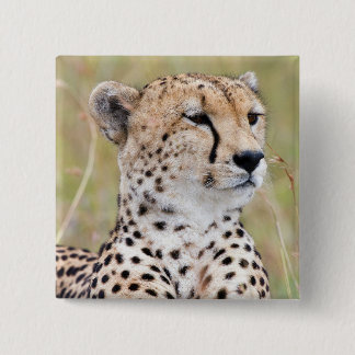 Cheetah Knapp