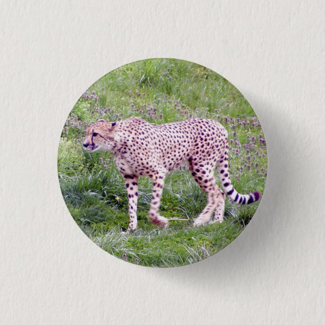 Cheetah Knapp (Framsida)