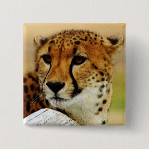 Cheetah Knapp