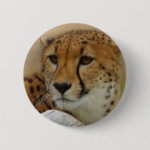 Cheetah Knapp