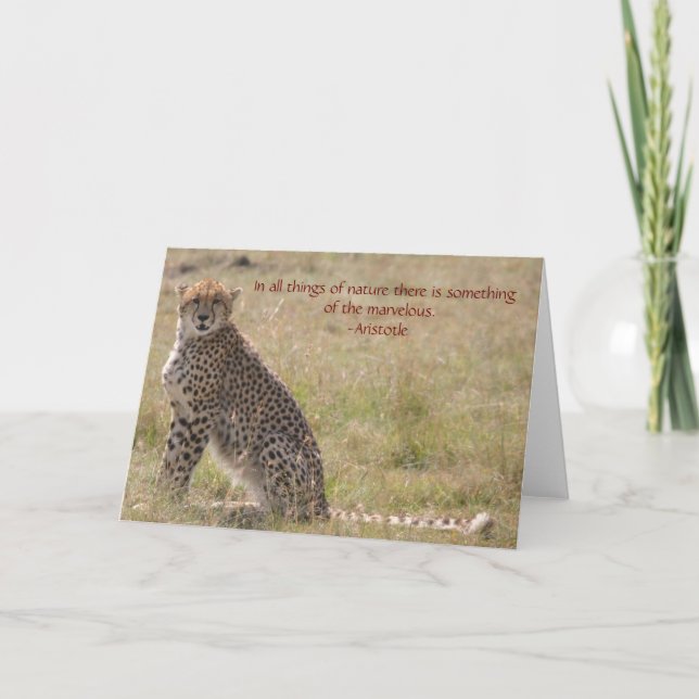 Cheetah Kort (Framsida)