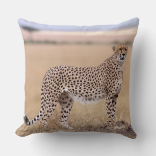Cheetah Kudde