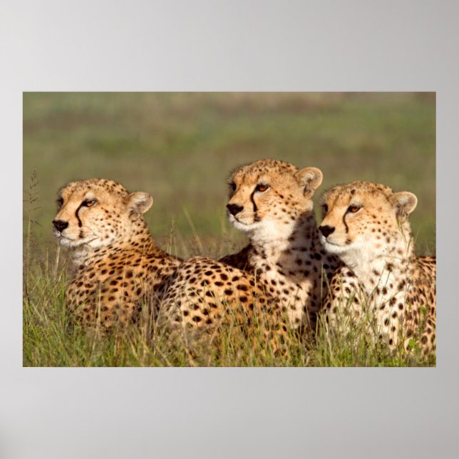 Cheetah Ljuger i gräs, Ngorongoro Conservation Poster (Framsidan)