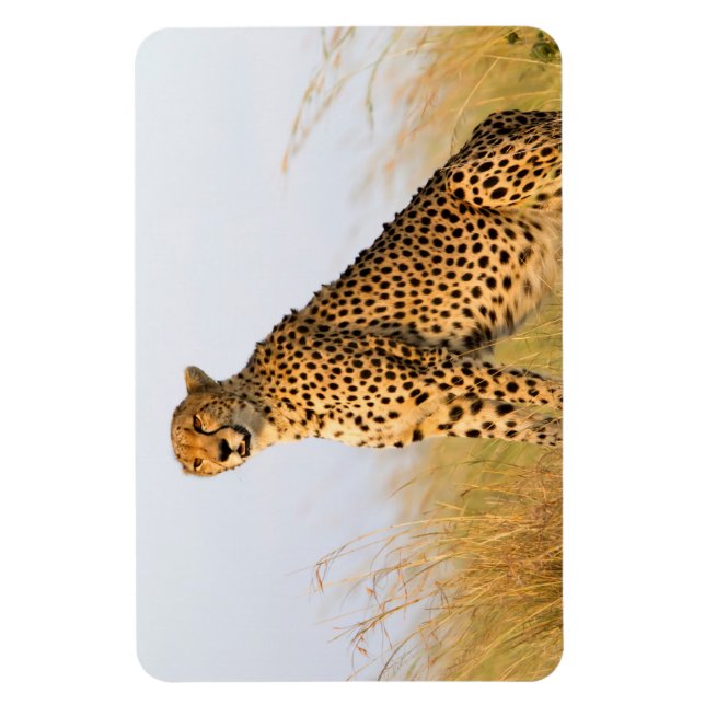 Cheetah Magnet (Vertikal)