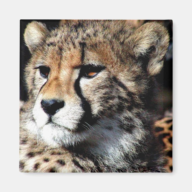 Cheetah Magnet (Framsidan)