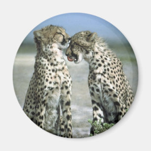 cheetah magnet