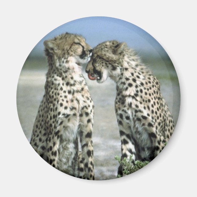 cheetah magnet (Framsidan)