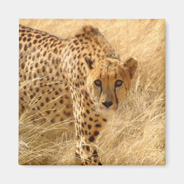 Cheetah Magnet (Framsidan)