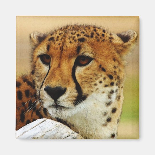 Cheetah Magnet (Framsidan)