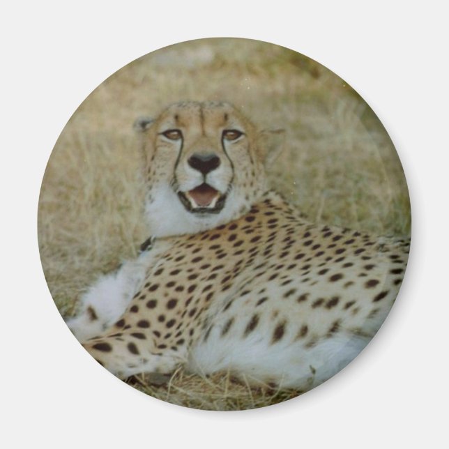Cheetah Magnet (Framsidan)