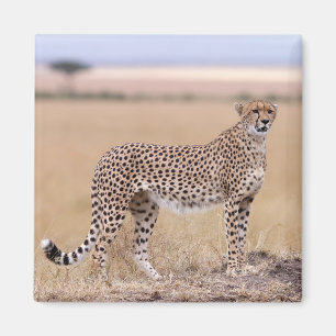 Cheetah Magnet