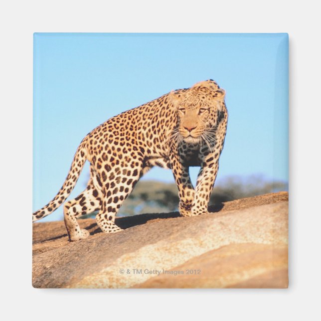 Cheetah Magnet (Framsidan)
