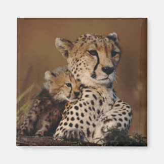 Cheetah Mor och Unge Magnet