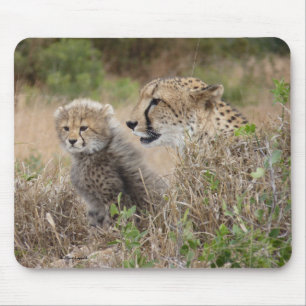 Cheetah Mor och Unge Musmatta