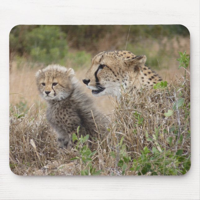 Cheetah Mor och Unge Musmatta (Framsidan)