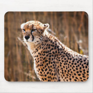 Cheetah Musmatta