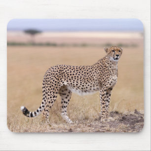 Cheetah Musmatta