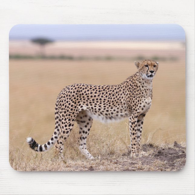 Cheetah Musmatta (Framsidan)