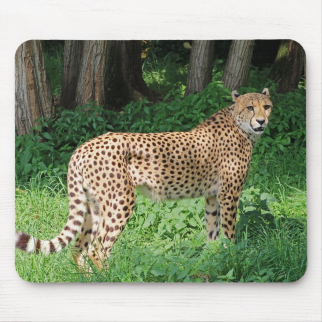 Cheetah Musmatta (Framsidan)