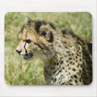 Cheetah Musmatta
