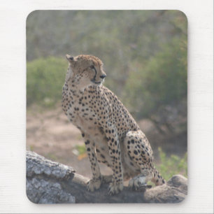 Cheetah Musmatta