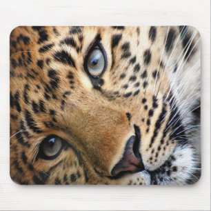 Cheetah Musmatta