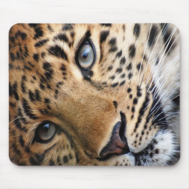 Cheetah Musmatta (Framsidan)