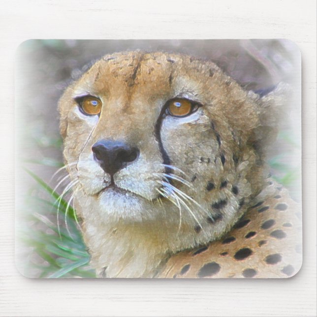 cheetah musmatta (Framsidan)