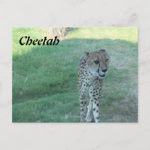 Cheetah nr 2 vykort