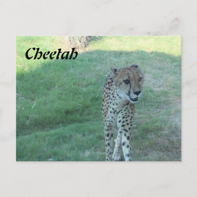 Cheetah nr 2 vykort (Framsida)