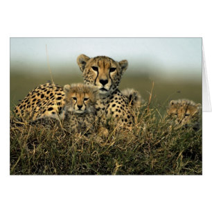 Cheetah och Unge Hälsningskort