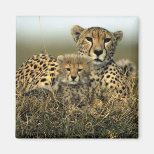 Cheetah och unge magnet