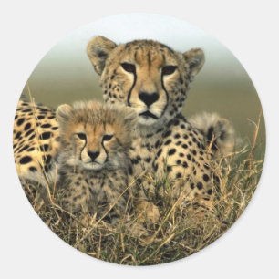 Cheetah och unge runt klistermärke