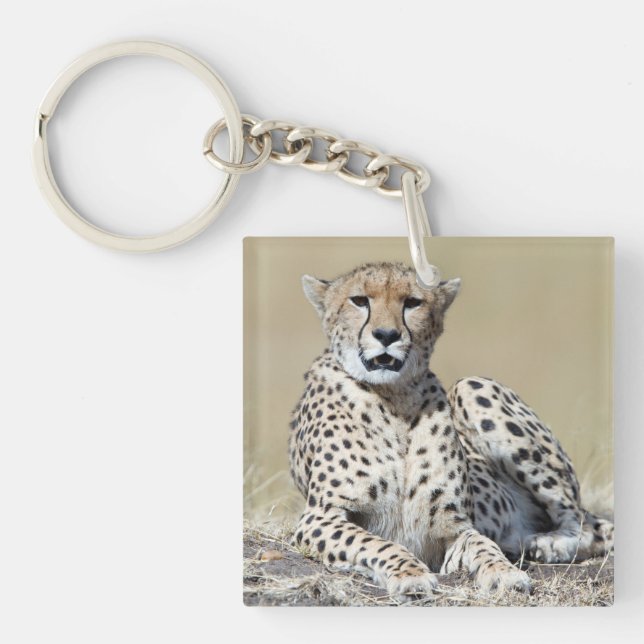 Cheetah på bilden av Masai Mara i Kenya (Framsidan)