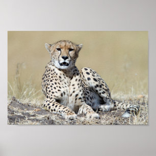 Cheetah på bilden av Masai Mara i Kenya Poster