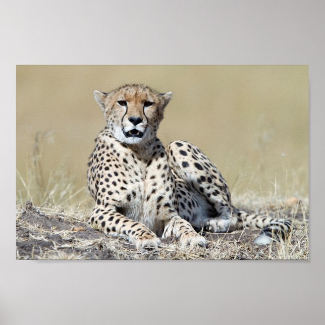 Cheetah på bilden av Masai Mara i Kenya Poster (Framsidan)