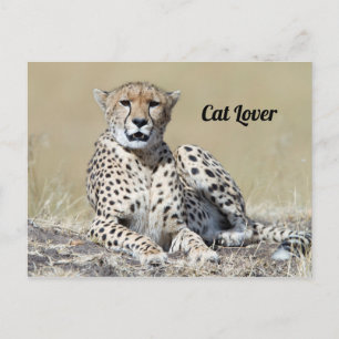 Cheetah på bilden av Masai Mara i Kenya Vykort