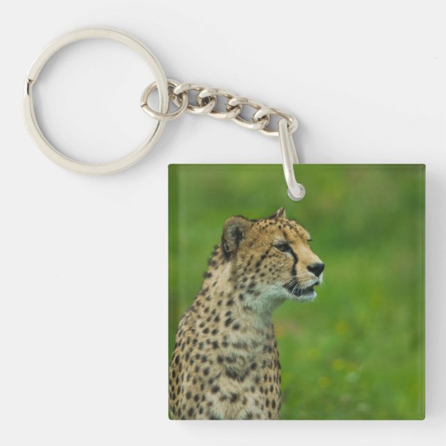 Cheetah på en sökning (Framsidan)