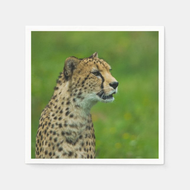 Cheetah på en sökning pappersservett (Framsidan)