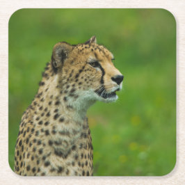 Cheetah på en sökning underlägg papper kvadrat